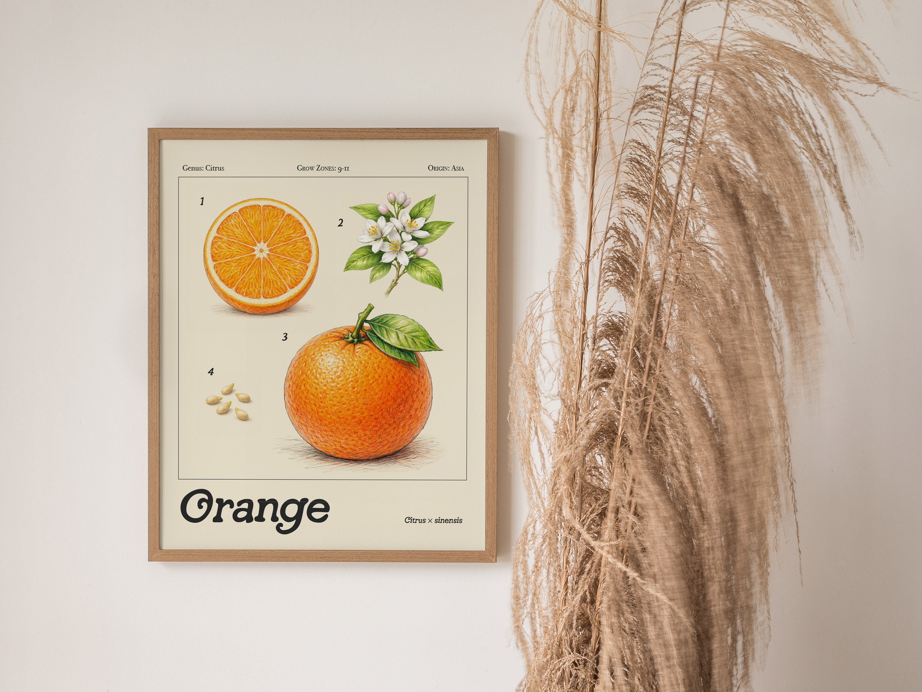 Orange Botanical Wall Art | Vintage Citrus Illustration Print