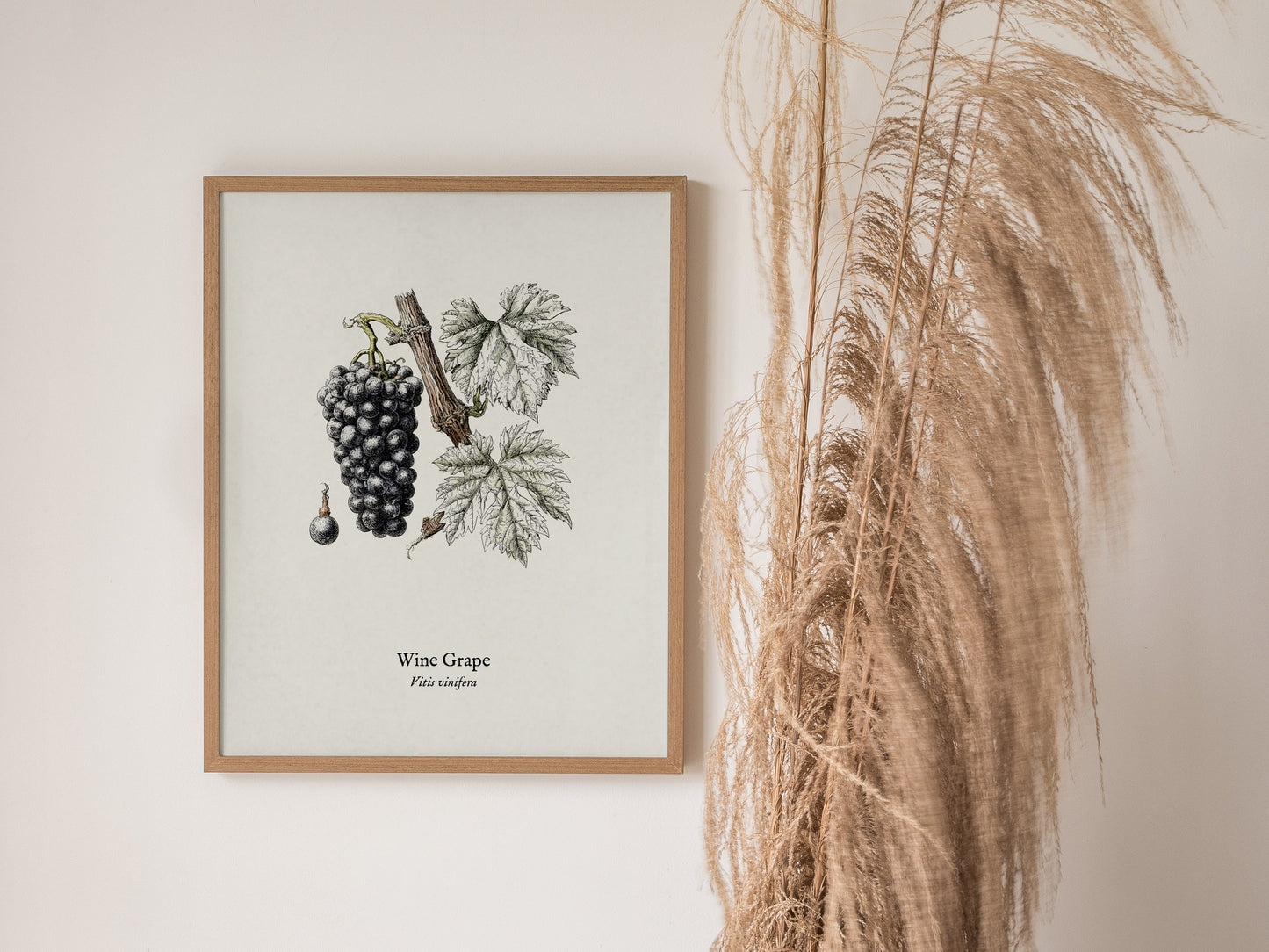 Wine Grape Poster | Vintage Vitis vinifera Botanical Illustration Wall Art — styled in a modern interior