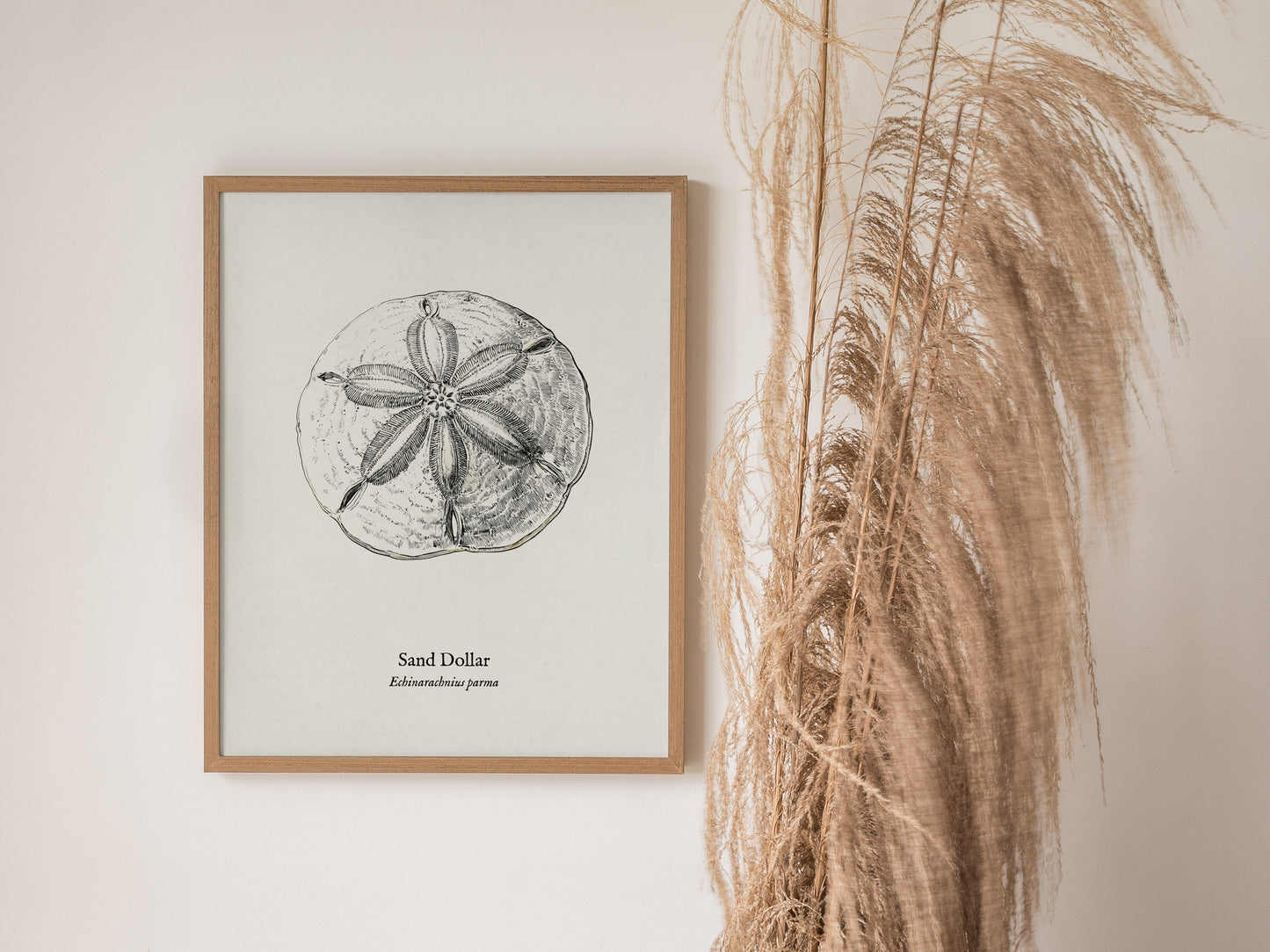 Sand Dollar Poster | Vintage Echinarachnius parma Zoological Illustration Wall Art — styled in a modern interior