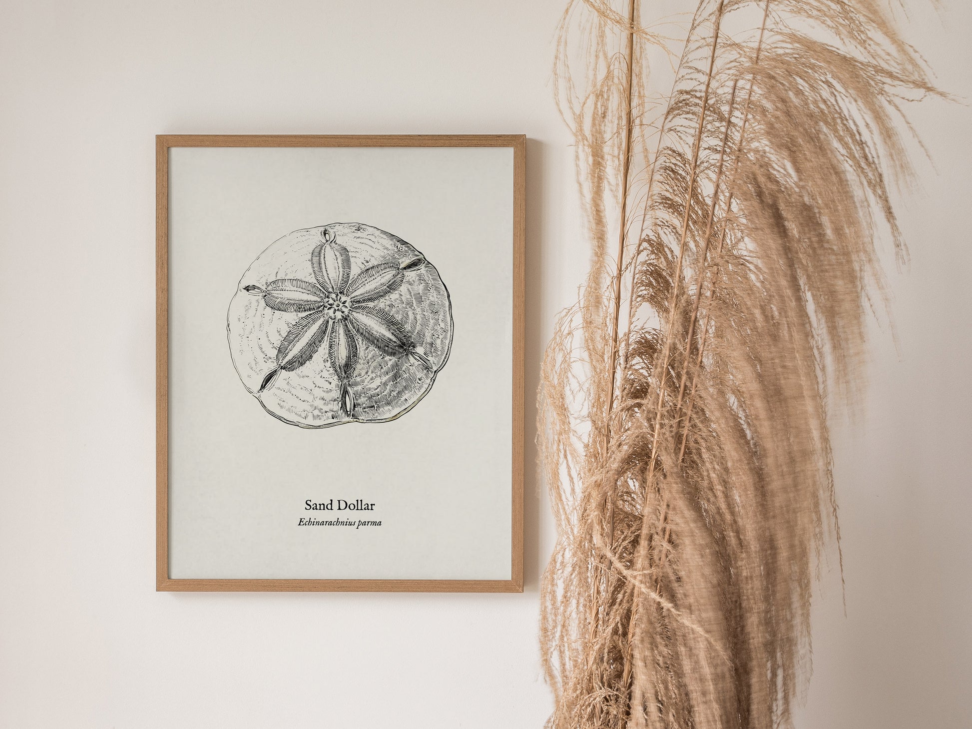 Sand Dollar Poster | Vintage Echinarachnius parma Zoological Illustration Wall Art — styled in a modern interior