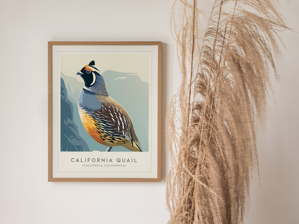 California Quail Poster | Golden State Bird Illustration Wall Art — styled in a modern interior