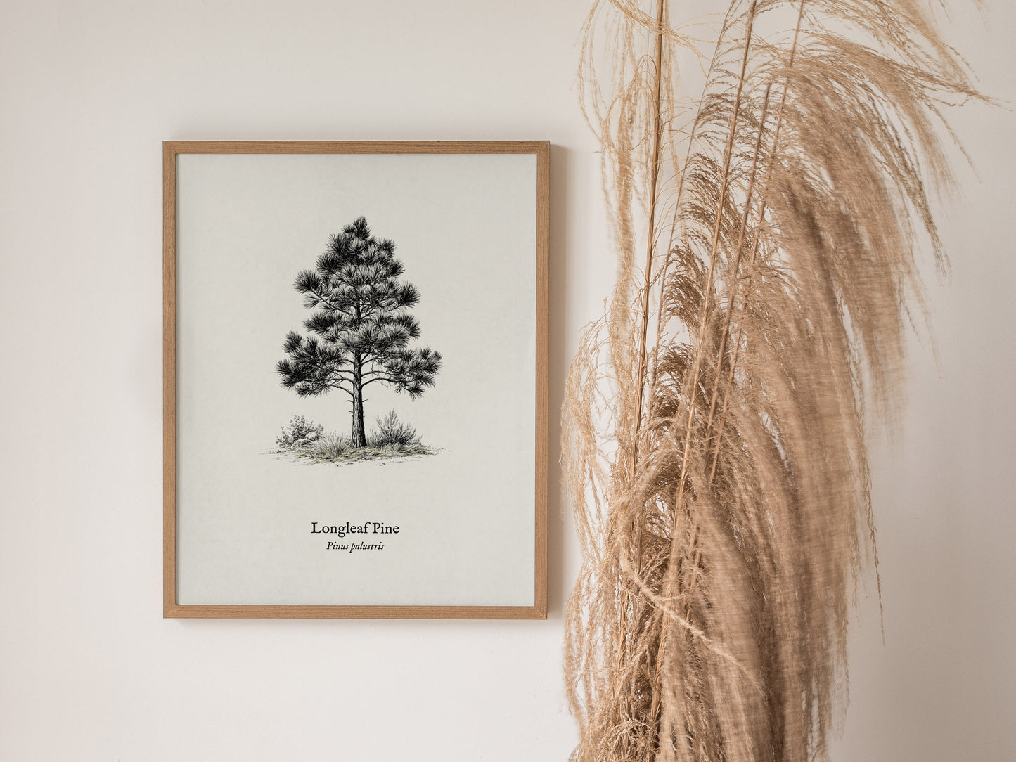Longleaf Pine Poster | Pinus palustris Pen and Ink Print | Vintage Botanical Illustration Wall Art — styled in a modern inter