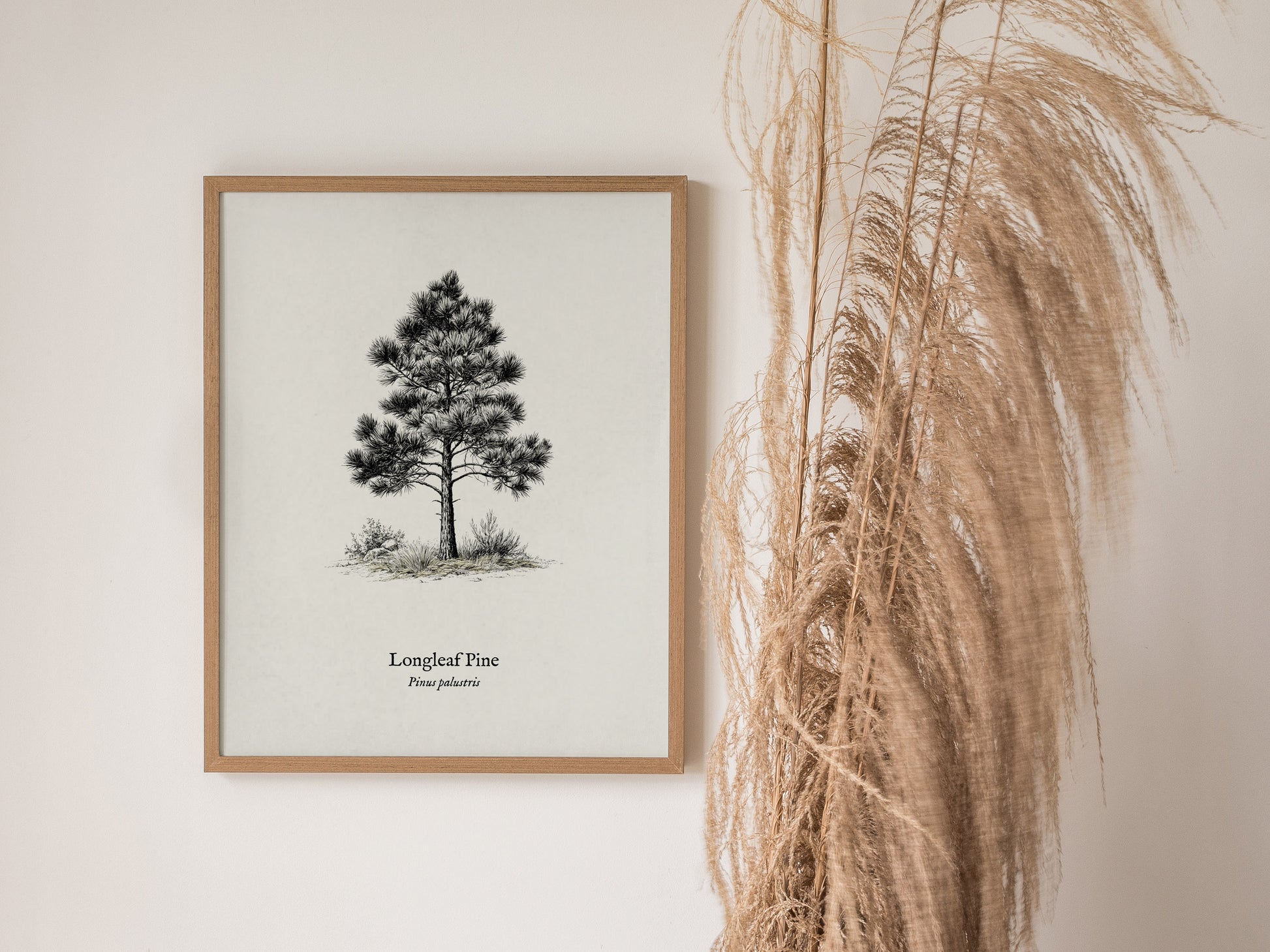 Longleaf Pine Poster | Pinus palustris Pen and Ink Print | Vintage Botanical Illustration Wall Art — styled in a modern inter