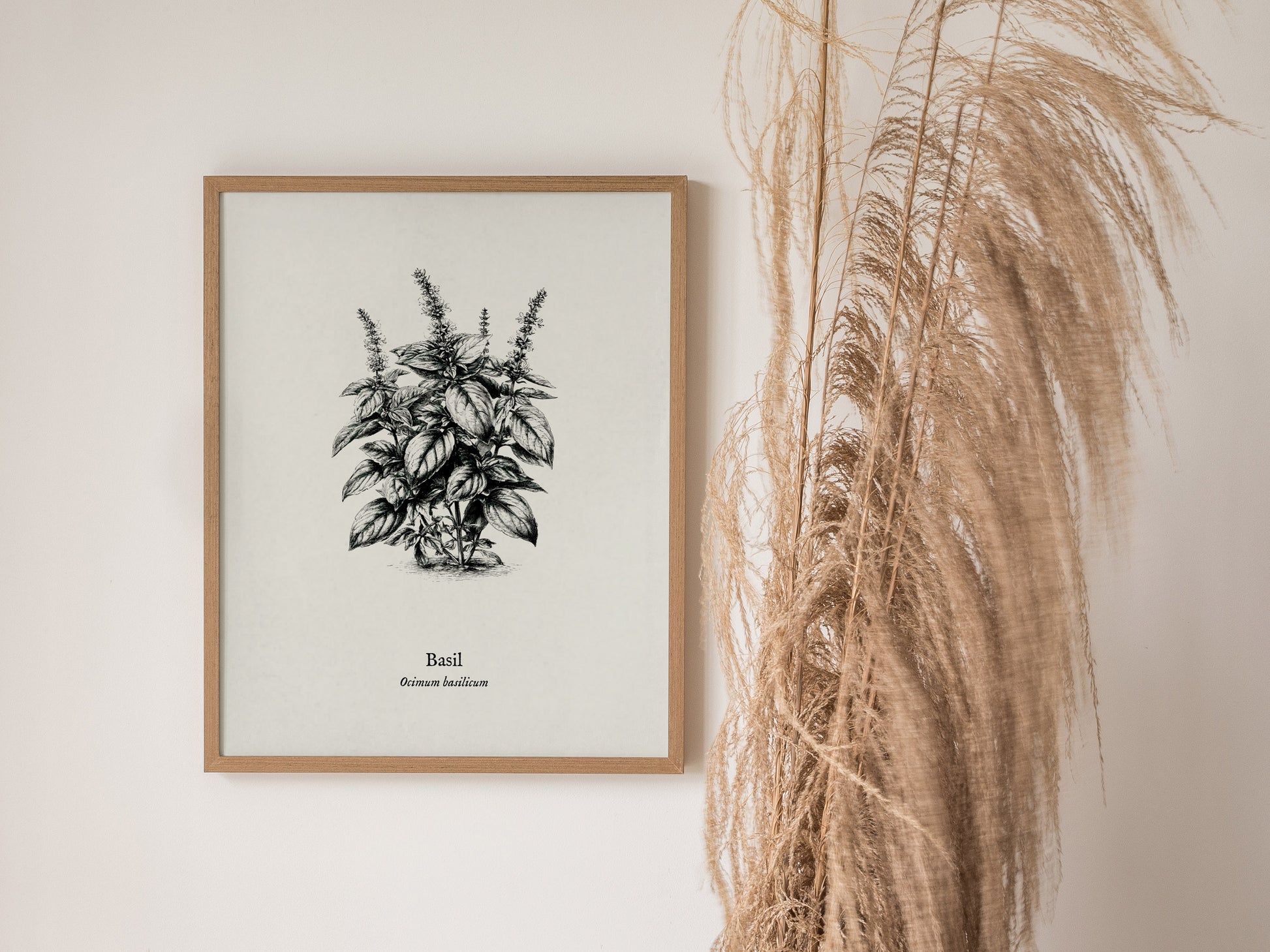 Basil Poster | Ocimum basilicum Pen and Ink Print | Vintage Botanical Illustration Wall Art — styled in a modern interior