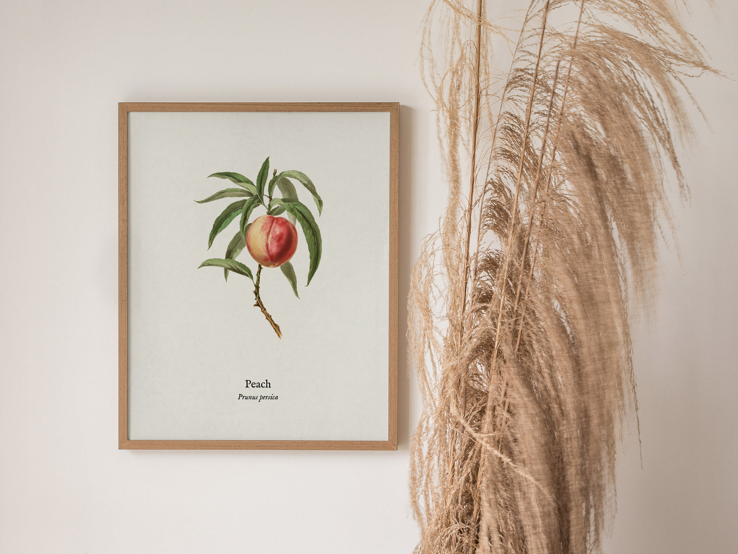 Peach Poster | Prunus persica Vintage Botanical Illustration Pen and Ink Print — styled in a modern interior