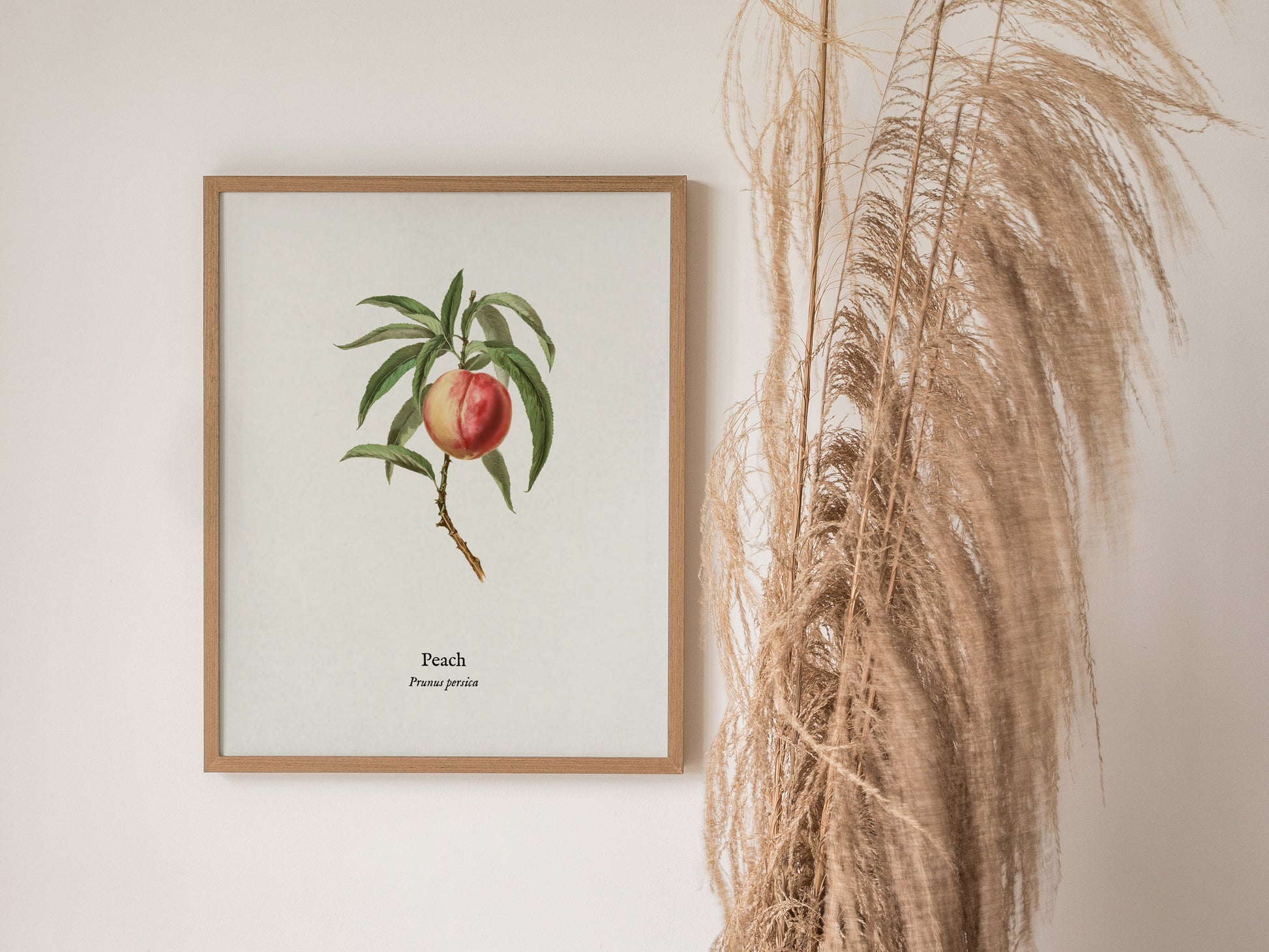 Peach Poster | Prunus persica Vintage Botanical Illustration Pen and Ink Print — styled in a modern interior