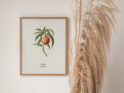 Peach Poster | Prunus persica Vintage Botanical Illustration Pen and Ink Print — styled in a modern interior