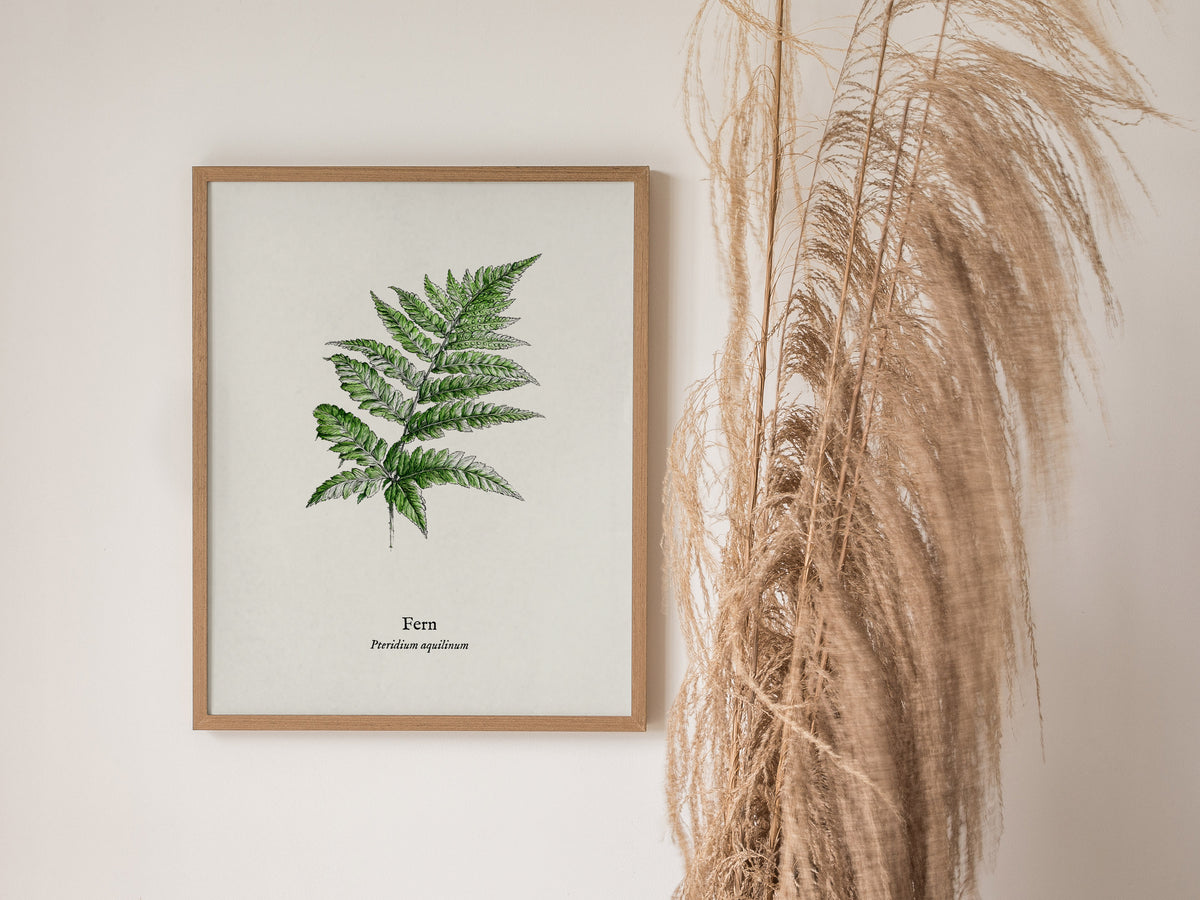 Fern Poster | Pteridium aquilinum Vintage Pen and Ink Print Scientific Illustration Wall Art — styled in a modern interior