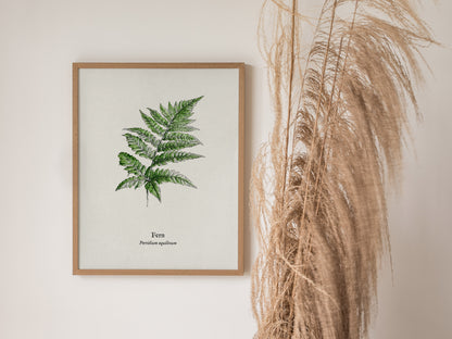 Fern Poster | Pteridium aquilinum Vintage Pen and Ink Print Scientific Illustration Wall Art — styled in a modern interior