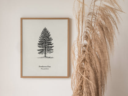 Ponderosa Pine Poster | Vintage Pinus ponderosa Botanical Illustration Wall Art — styled in a modern interior