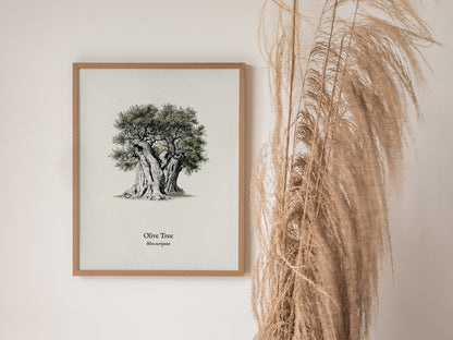 Olive Tree Poster | Vintage Olea europaea Botanical Illustration Wall Art — styled in a modern interior