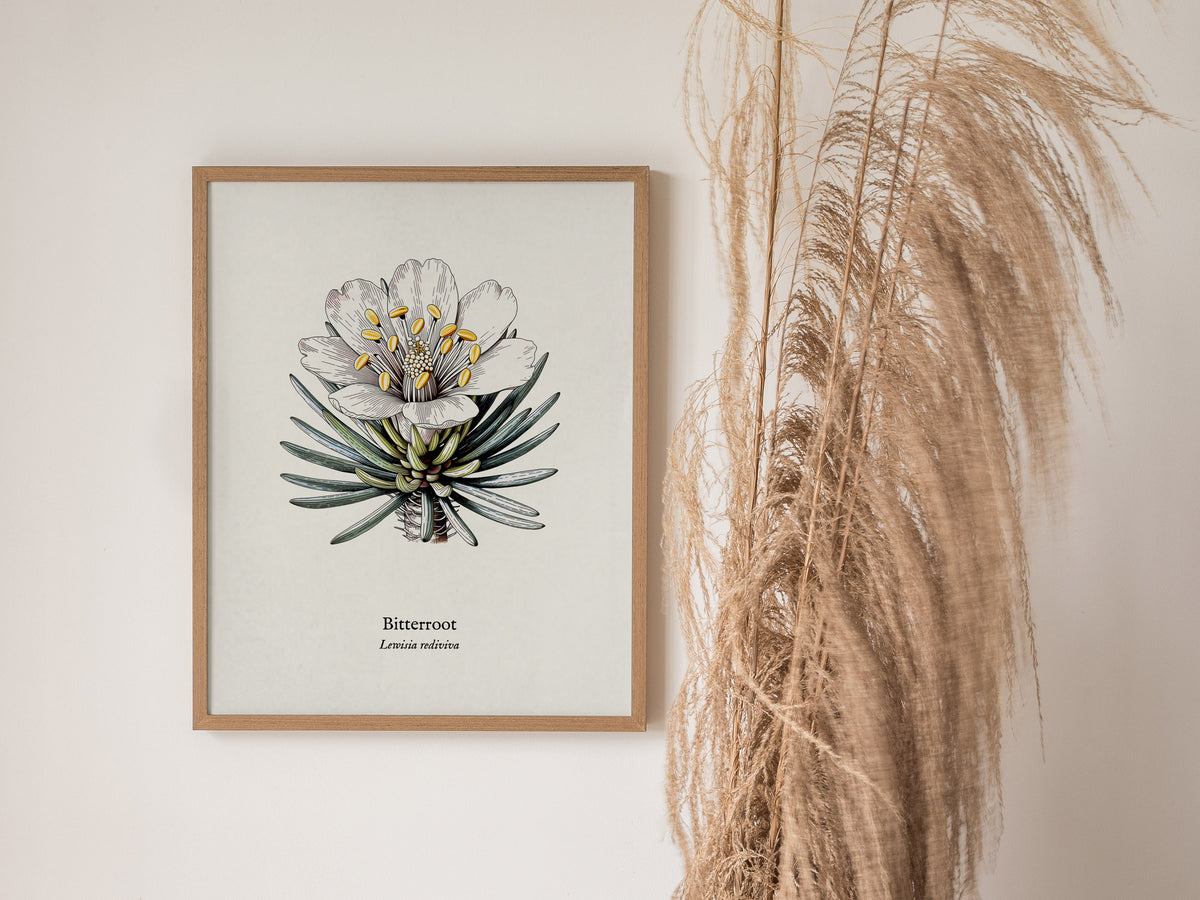 Bitterroot Poster | Lewisia rediviva Pen and Ink Print Vintage Botanical Illustration Wall Art — styled in a modern interior