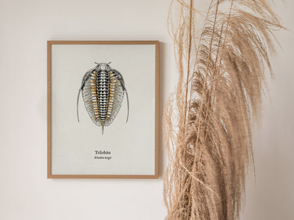 Trilobite Poster | Vintage Elrathia kingii Zoological Illustration Wall Art — styled in a modern interior