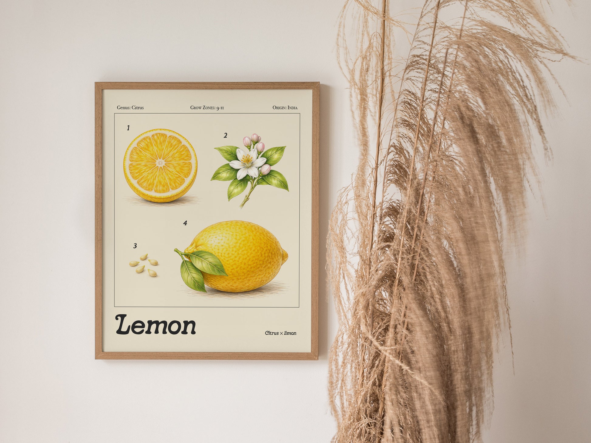 Botanical lemon illustration featuring a cross-section, blossom, and seeds, framed in vintage style, perfect for space art enthusiasts.