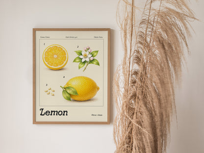 Botanical lemon illustration featuring a cross-section, blossom, and seeds, framed in vintage style, perfect for space art enthusiasts.