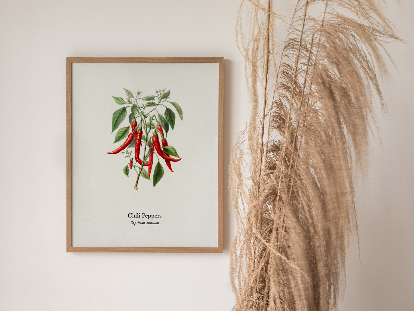 Chili Peppers Poster | Vintage Capsicum Annuum Botanical Illustration Wall Art — styled in a modern interior