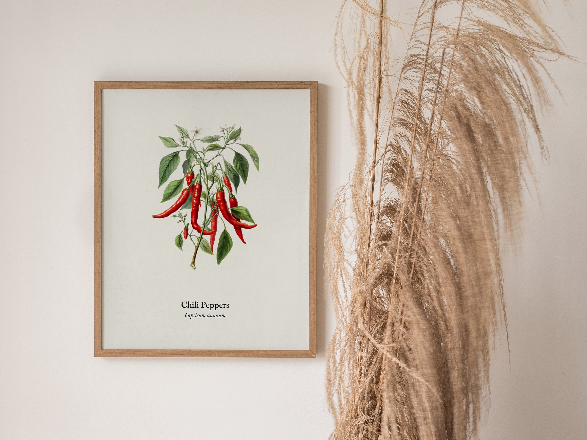 Chili Peppers Poster | Vintage Capsicum Annuum Botanical Illustration Wall Art — styled in a modern interior