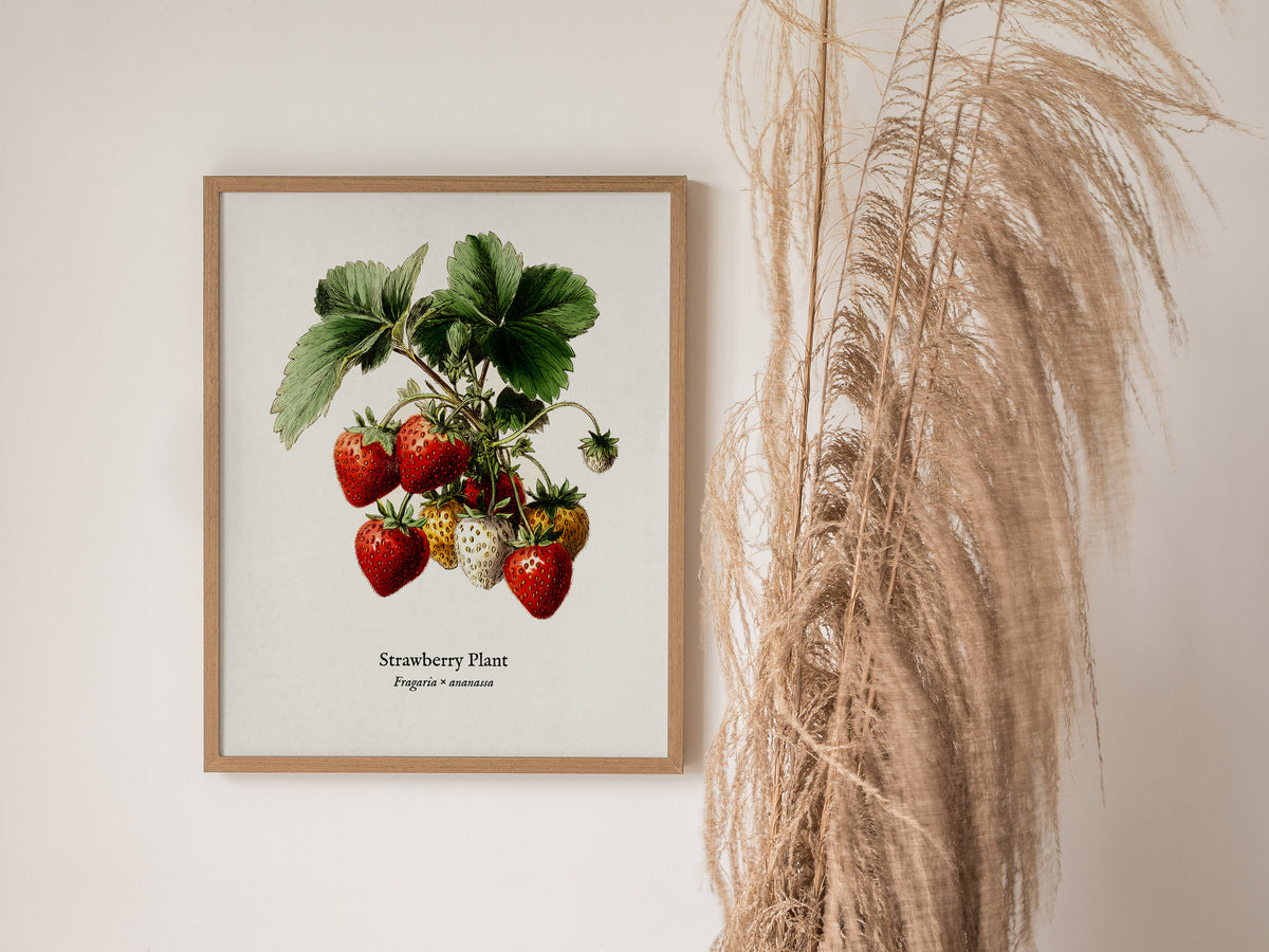 Strawberry Plant Poster | Vintage Fragaria × ananassa Botanical Illustration Wall Art — styled in a modern interior