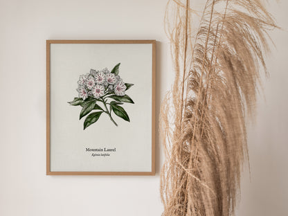 Mountain Laurel Poster | Kalmia latifolia Pen and Ink Print Vintage Botanical Illustration — styled in a modern interior