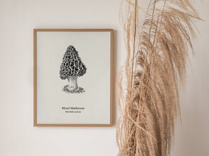 Morel Mushroom Poster | Morchella esculenta Pen and Ink Print Vintage Scientific Illustration — styled in a modern interior