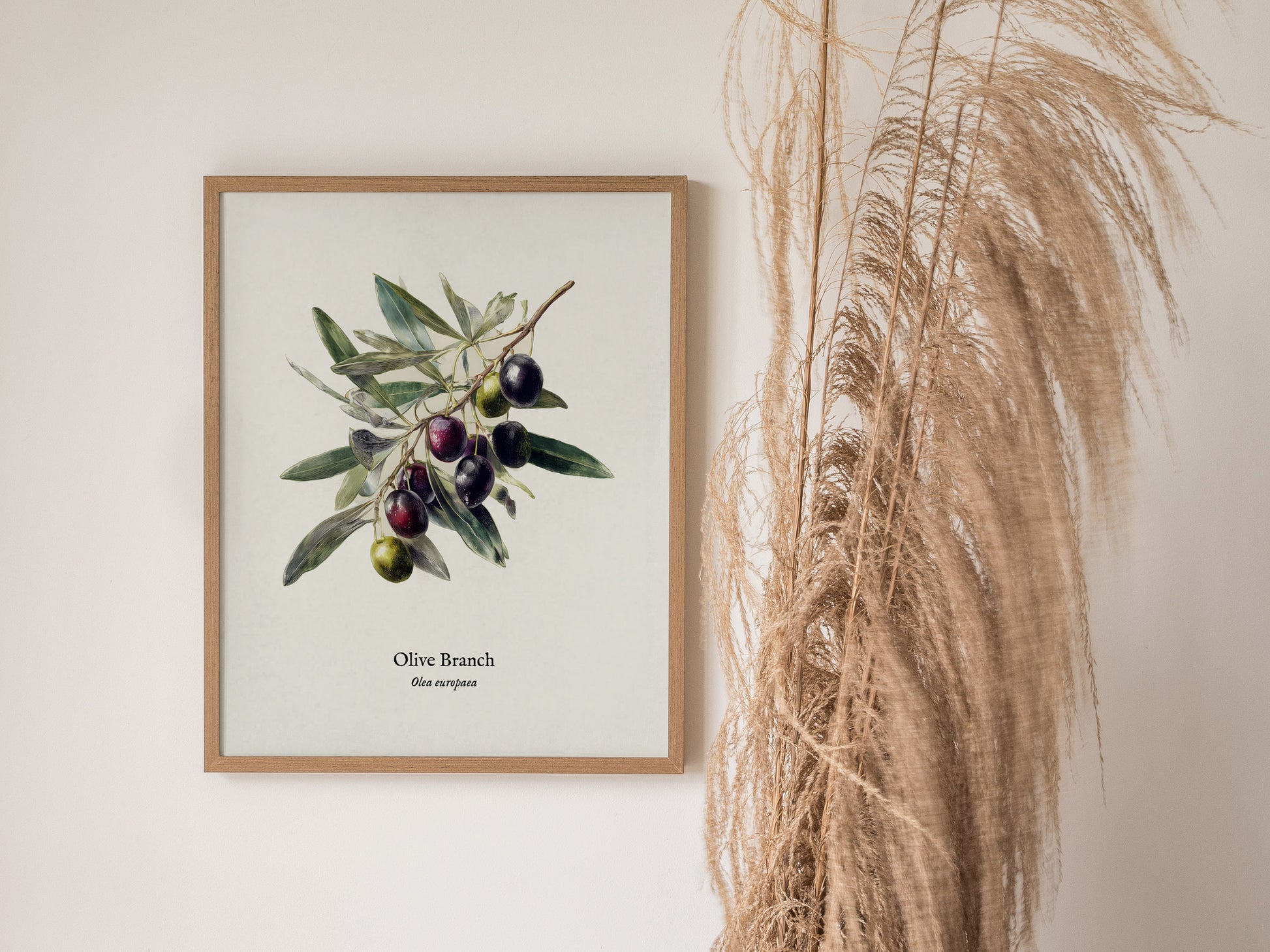 Olive Branch Poster | Vintage Olea europaea Botanical Illustration Wall Art — styled in a modern interior