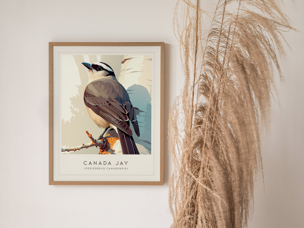 Canada Jay, Perisoreus canadensis Poster | Bold Boreal Bird Wall Art — styled in a modern interior