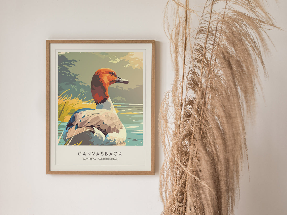 Canvasback, Aythya valisineria Poster | Diving Duck Wildlife Print Wall Art — styled in a modern interior