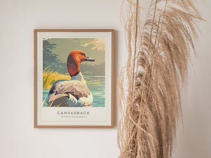 Canvasback, Aythya valisineria Poster | Diving Duck Wildlife Print Wall Art — styled in a modern interior