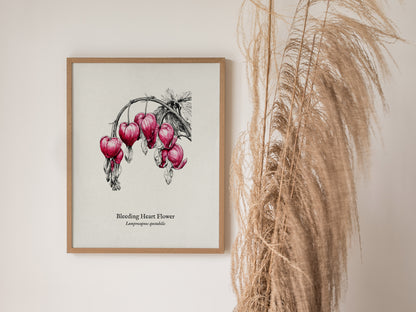 Bleeding Heart Flower Poster | Lamprocapnos spectabilis Pen and Ink Print Botanical Illustration Wall Art — styled in a moder