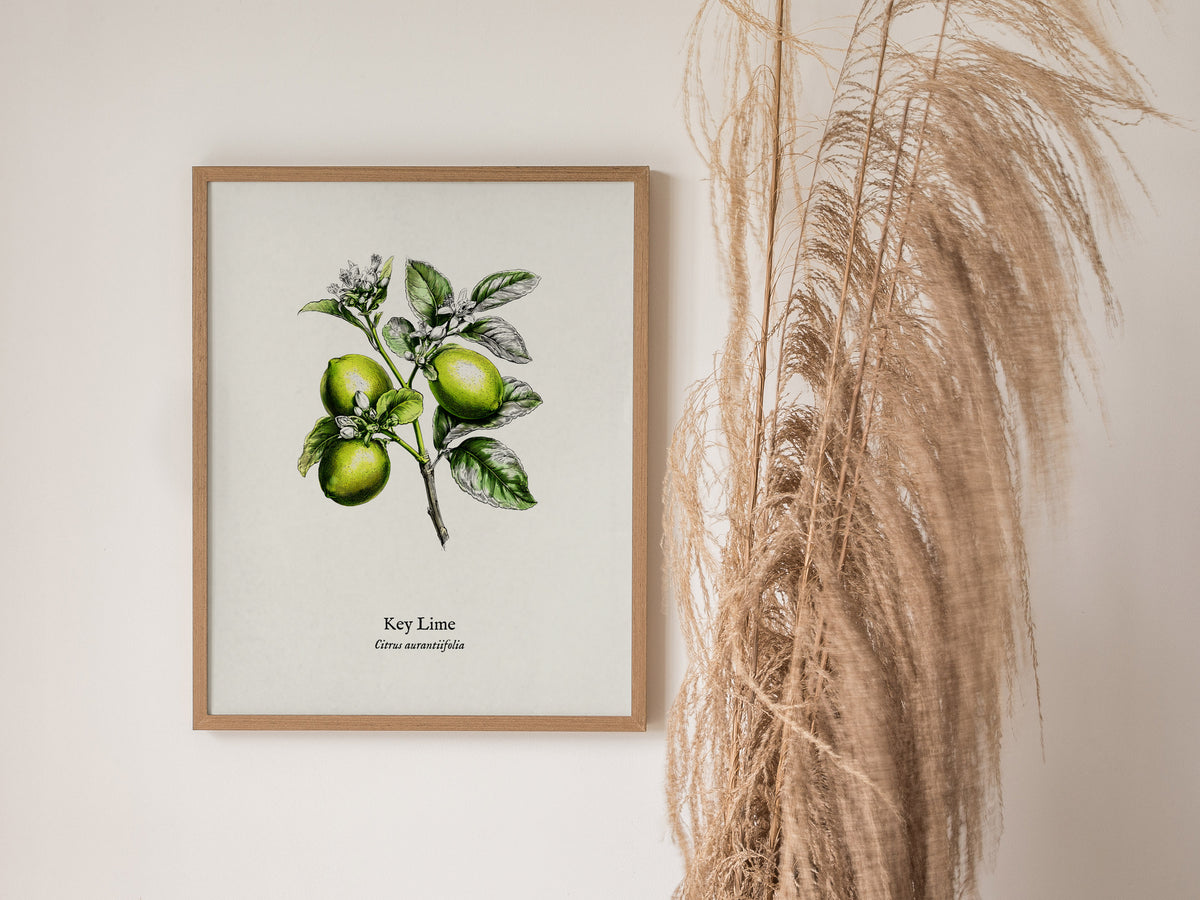 Key Lime Poster | Citrus aurantiifolia Vintage Botanical Illustration Pen and Ink Print — styled in a modern interior