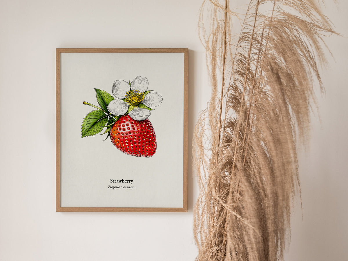 Strawberry Poster | Fragaria × ananassa Pen and Ink Print Vintage Botanical Illustration Wall Art — styled in a modern interi