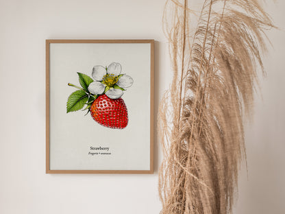 Strawberry Poster | Fragaria × ananassa Pen and Ink Print Vintage Botanical Illustration Wall Art — styled in a modern interi