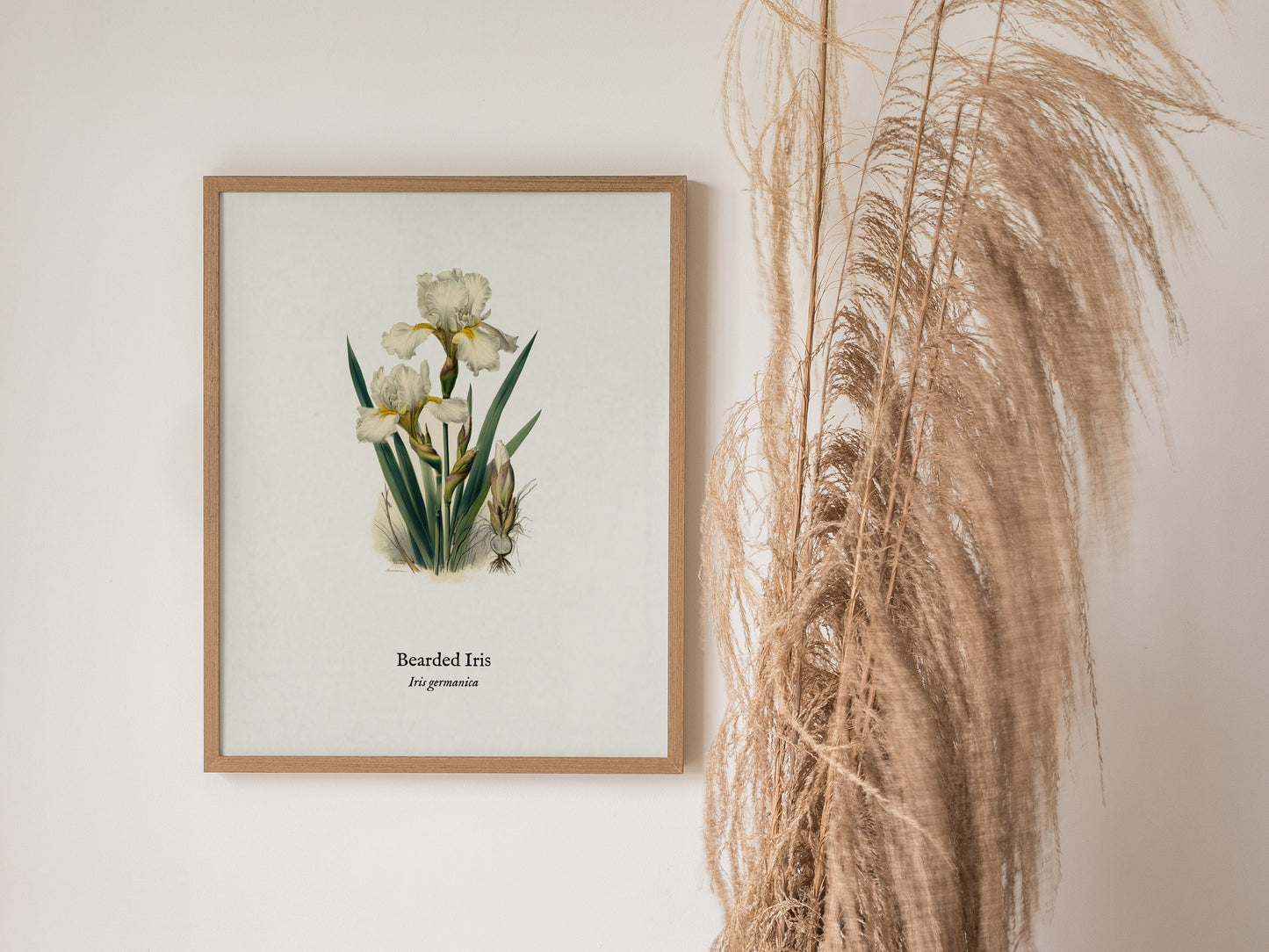Bearded Iris Poster | Iris germanica Pen and Ink Print Vintage Botanical Illustration Wall Art — styled in a modern interior