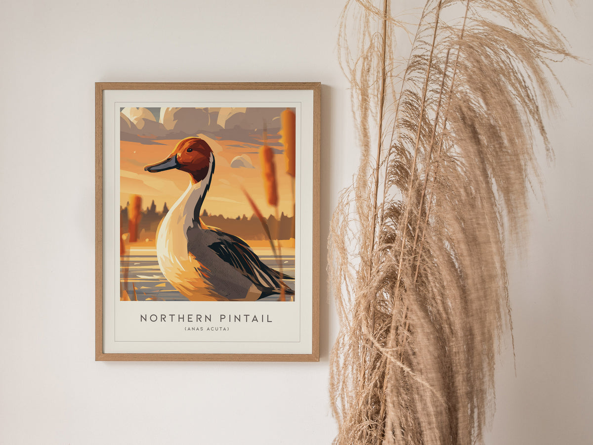 Northern Pintail, Anas acuta Poster | Elegant Waterfowl Bird Wall Art — styled in a modern interior