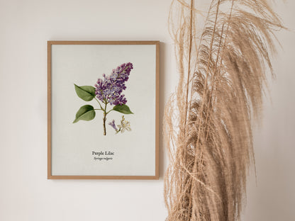 Purple Lilac Poster | Vintage Syringa vulgaris Botanical Illustration Wall Art — styled in a modern interior