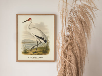 Whooping Crane Print | Vintage Audubon Bird Art Naturalist Wall Decor