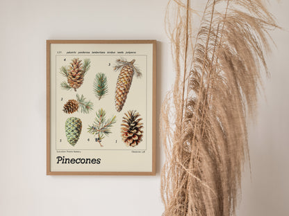 A framed botanical poster depicting various pinecone illustrations with labels, hung on a wall next to dried ornamental grass. The design blends scientific and decorative elements.