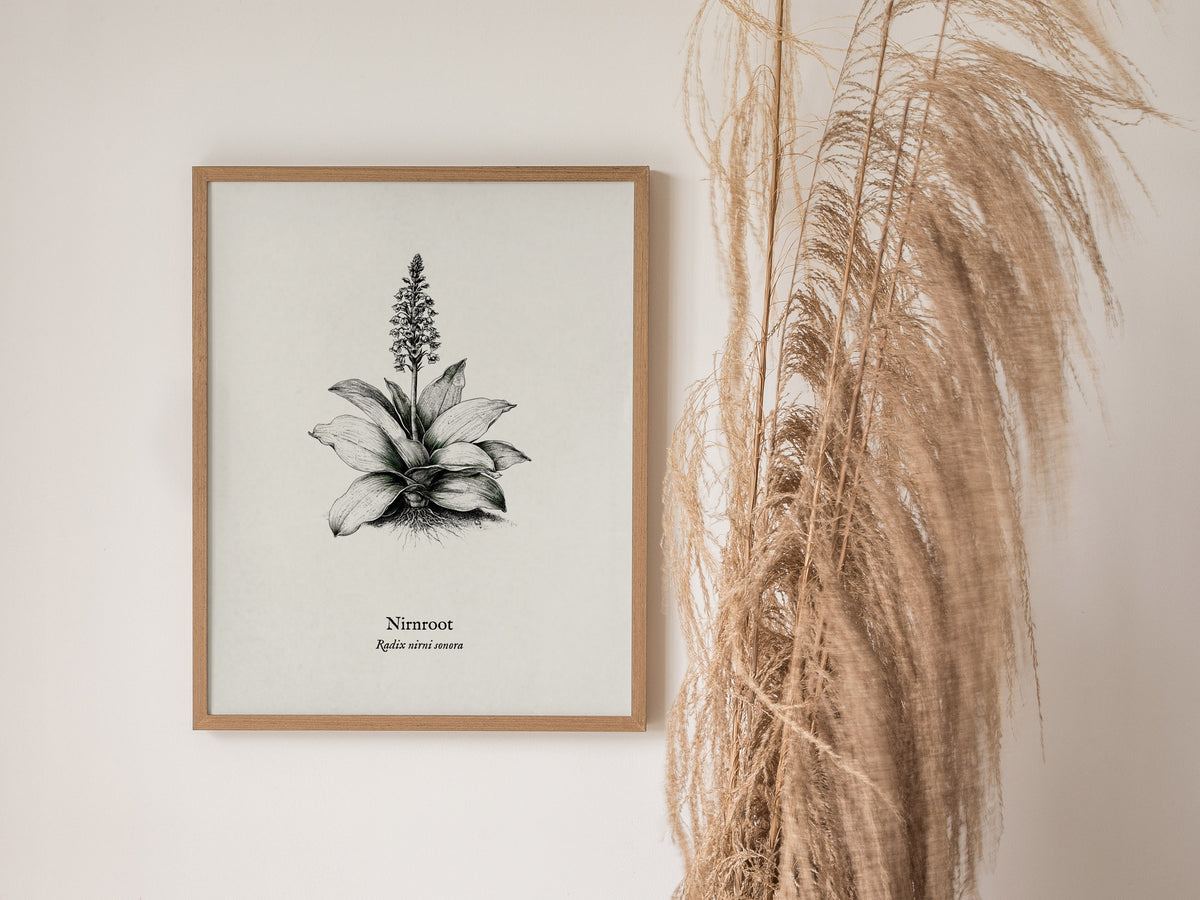 Nirnroot Poster | Radix Nirni Sonora Pen and Ink Print Vintage Botanical Illustration Wall Art — styled in a modern interior