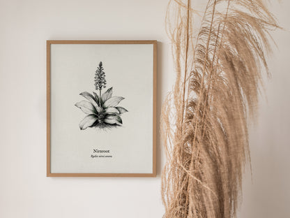 Nirnroot Poster | Radix Nirni Sonora Pen and Ink Print Vintage Botanical Illustration Wall Art — styled in a modern interior