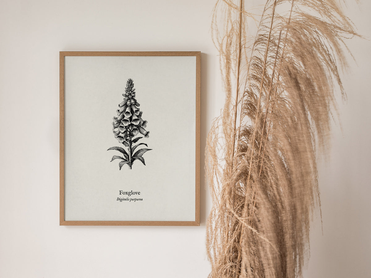 Foxglove Poster | Digitalis purpurea Pen and Ink Print | Vintage Botanical Illustration Wall Art — styled in a modern interio