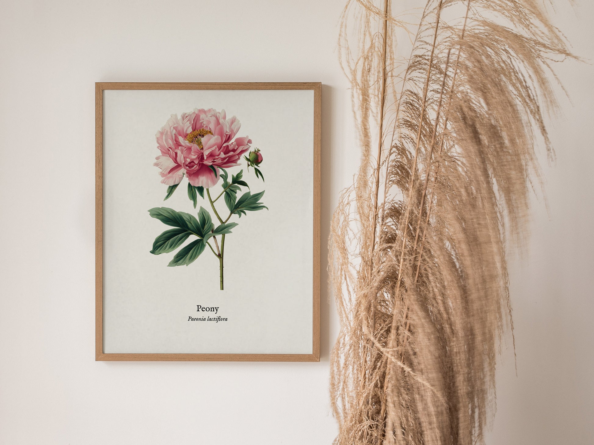 Peony Poster | Vintage Paeonia Lactiflora Botanical Illustration Wall Art — styled in a modern interior