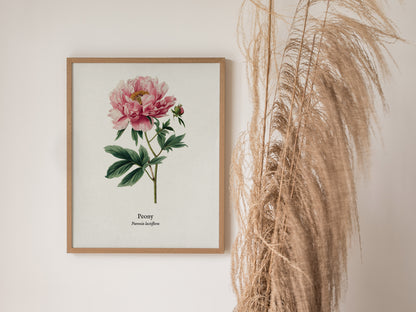 Peony Poster | Vintage Paeonia Lactiflora Botanical Illustration Wall Art — styled in a modern interior