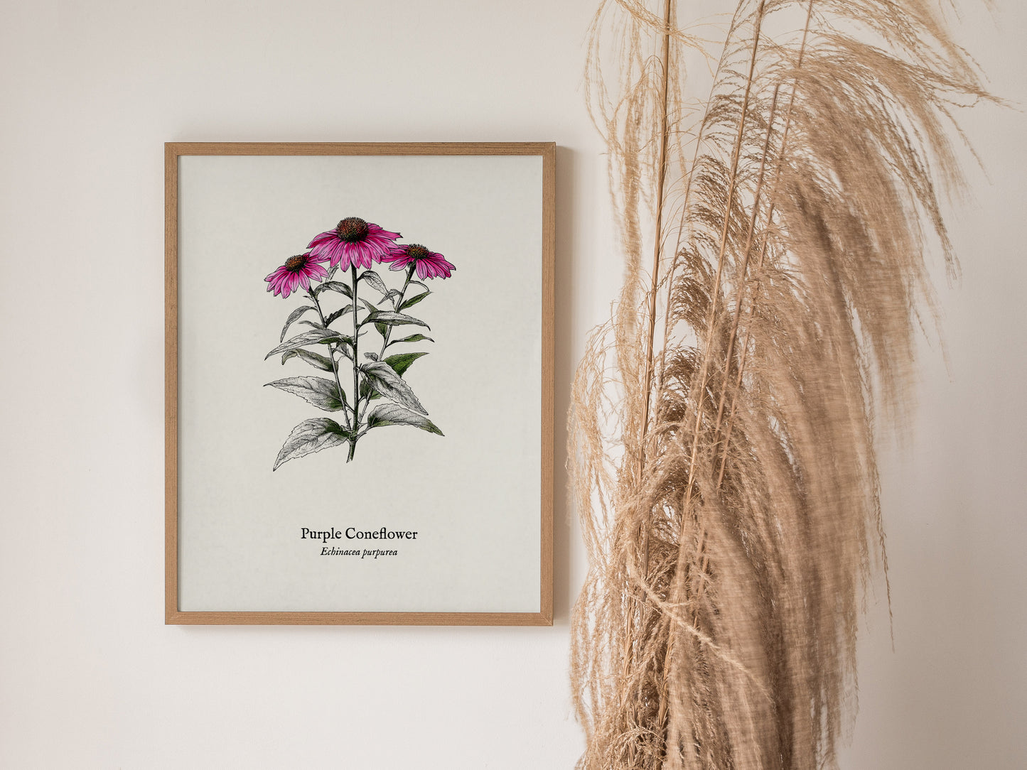 Purple Coneflower Poster | Echinacea purpurea Pen and Ink Print Vintage Botanical Illustration — styled in a modern interior