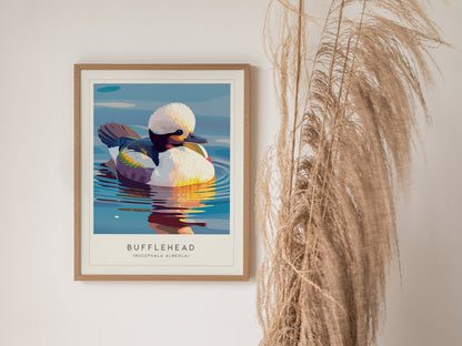 Bufflehead, Bucephala albeola Poster | Diving Duck Wildlife Print Wall Art — styled in a modern interior