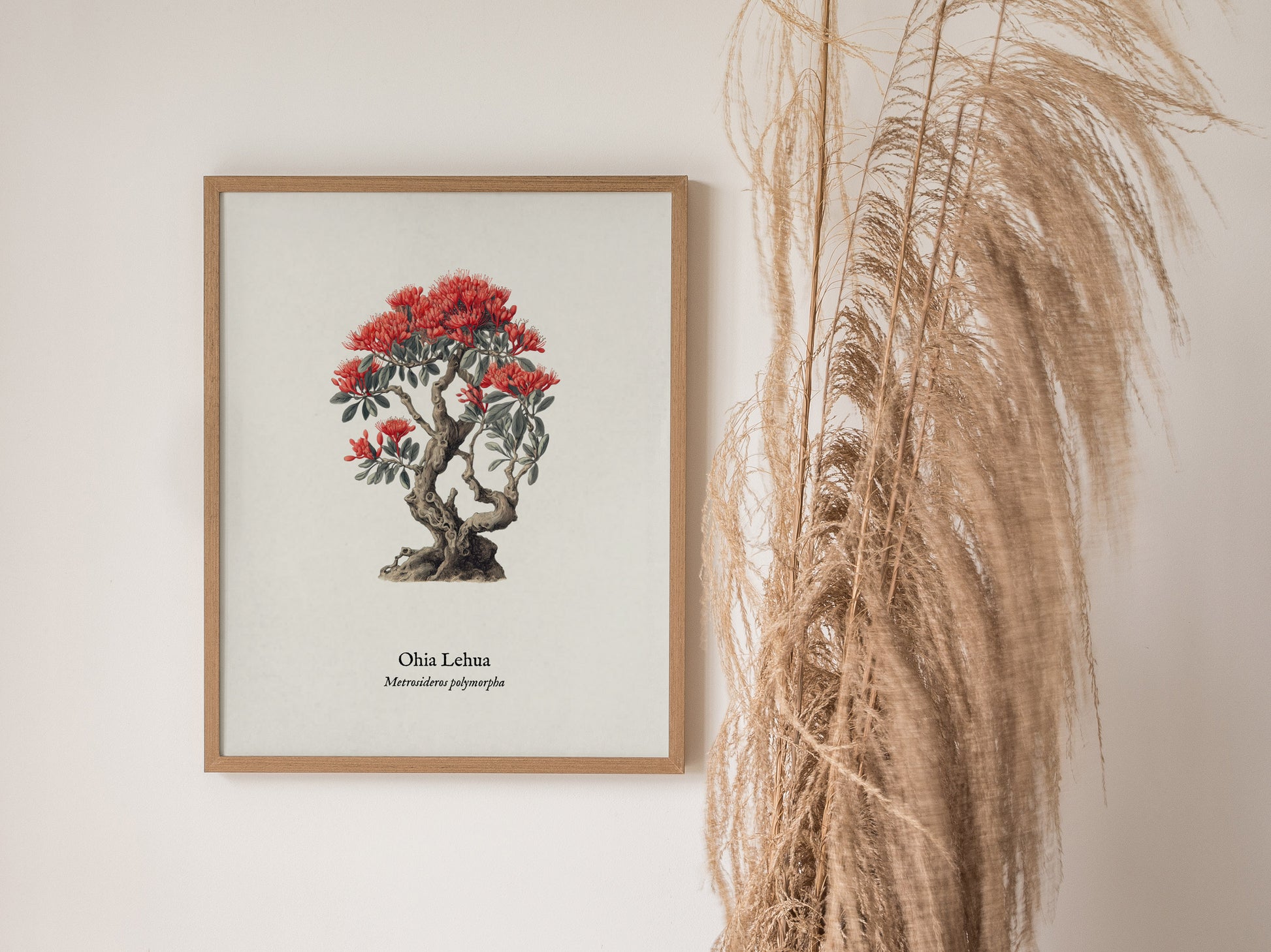 Ohia Lehua Poster | Vintage Metrosideros polymorpha Botanical Illustration Wall Art — styled in a modern interior