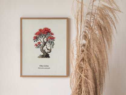 Ohia Lehua Poster | Vintage Metrosideros polymorpha Botanical Illustration Wall Art — styled in a modern interior