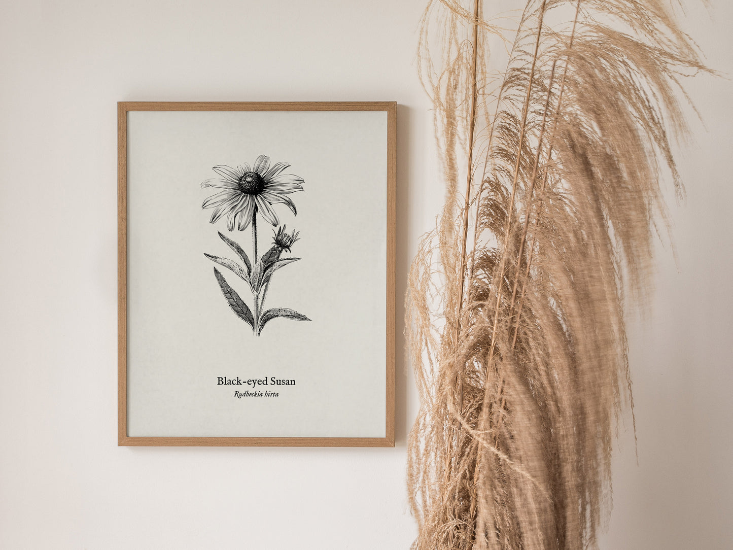 Black-eyed Susan Poster | Vintage Rudbeckia hirta Botanical Illustration Wall Art — styled in a modern interior