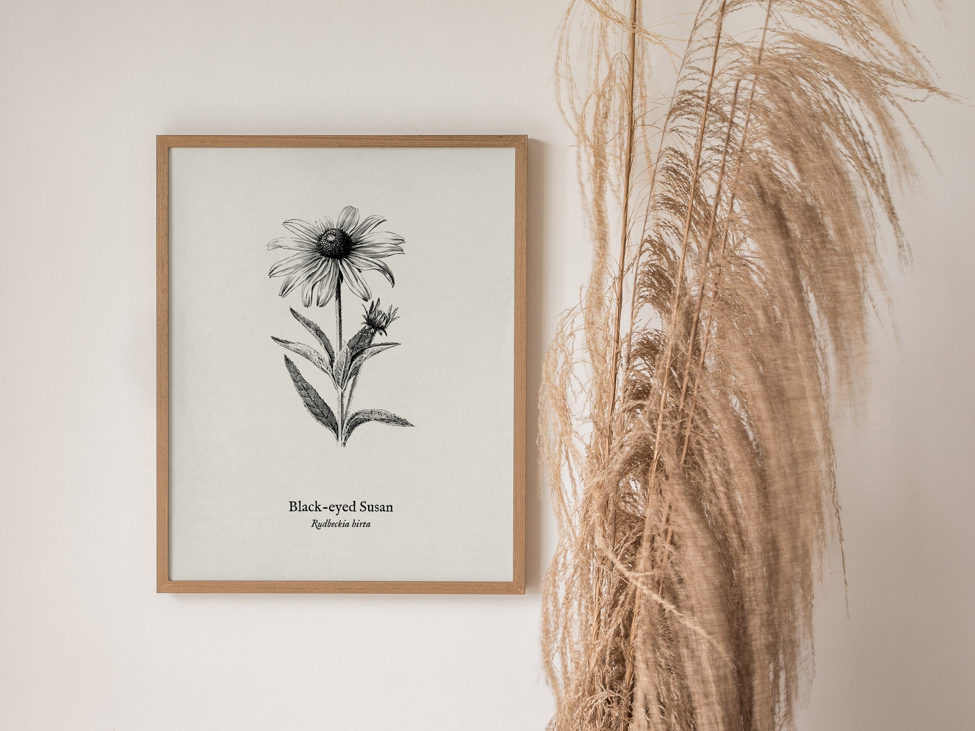 Black-eyed Susan Poster | Vintage Rudbeckia hirta Botanical Illustration Wall Art — styled in a modern interior