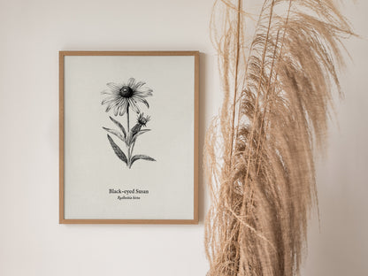 Black-eyed Susan Poster | Vintage Rudbeckia hirta Botanical Illustration Wall Art — styled in a modern interior