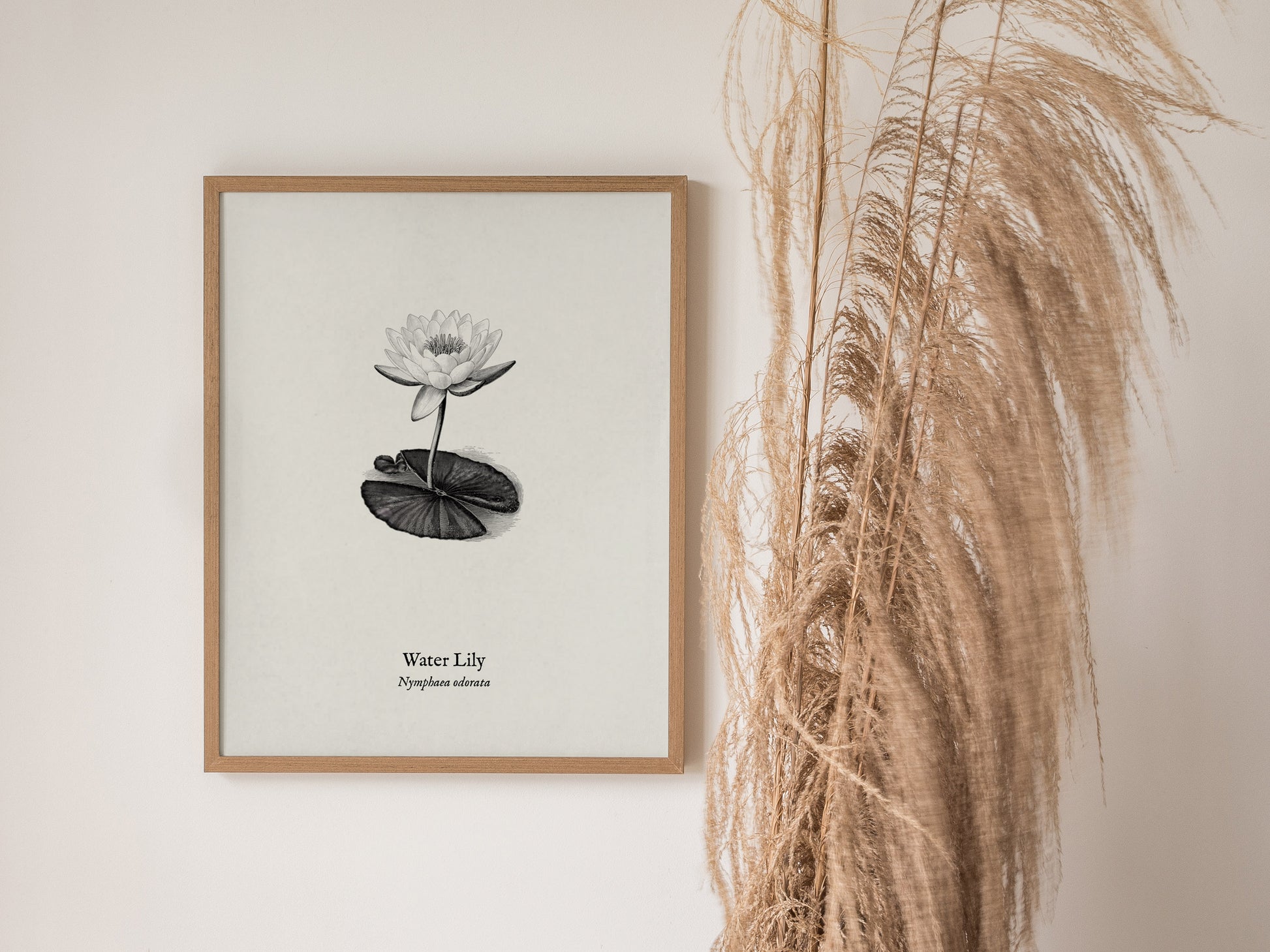 Water Lily Poster | Vintage Nymphaea Odorata Botanical Illustration Wall Art — styled in a modern interior
